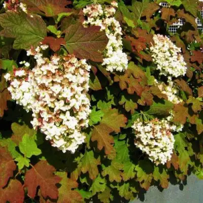 Гортензия БЛЭК ПОРШ дуболистная в Слуцке