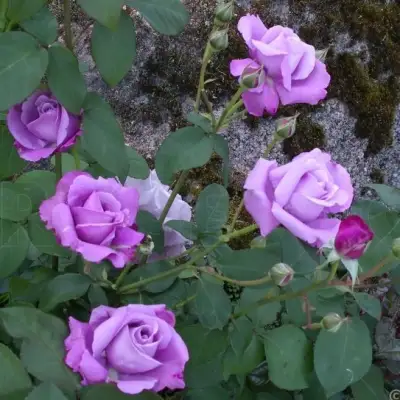 Роза СИЛЬВЕР СТАР чайно-гибридная в Слуцке