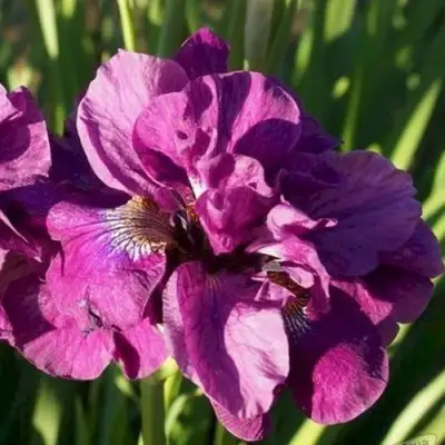 Ирис БАНДЛ ОВ ДЖОЙ сибирский в Слуцке