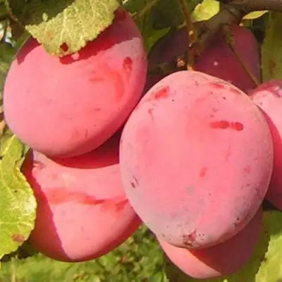 Слива ФАВОРИТЕ ДЕ СУЛТАНО в Слуцке