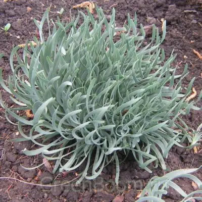 Лук СПИРАЛИС горный в Слуцке