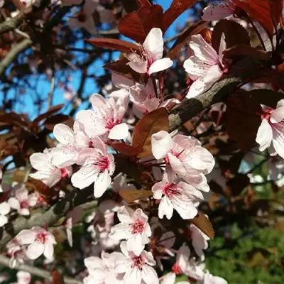 Слива ВУДИ растопыренная в Слуцке