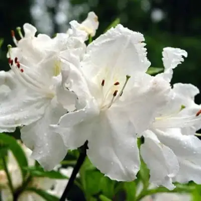 Азалия ОКСИДОЛ листопадная в Слуцке