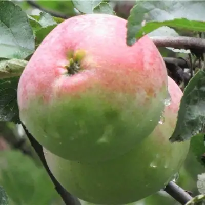 Яблоня МОСКОВСКОЕ ЗИМНЕЕ в Слуцке