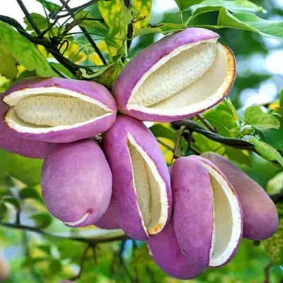 Акебия ПЯТЁРНАЯ  в Слуцке