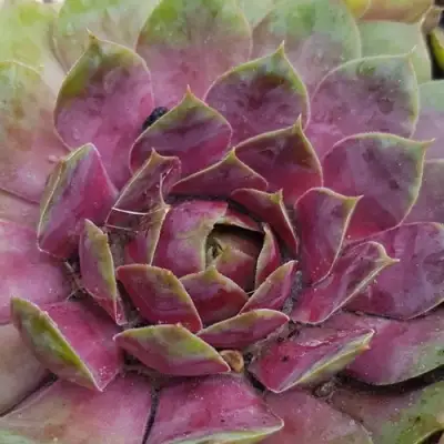 Молодило УФО в Слуцке