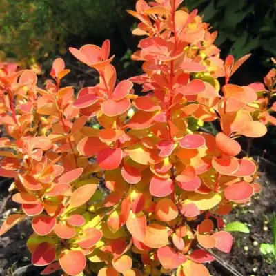 Барбарис ОРАНЖ ФАЙЕР тунберга в Слуцке