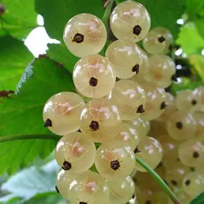 Смородина белая ЮТЕРБОРГСКАЯ в Слуцке