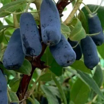 Жимолость съедобная ВОЛХОВА в Слуцке