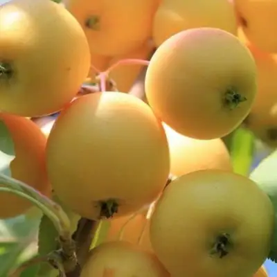 Яблоня УРАЛЬСКОЕ НАЛИВНОЕ в Слуцке