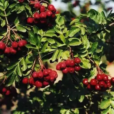 Рябина РУБИНОВАЯ сладкоплодная в Слуцке