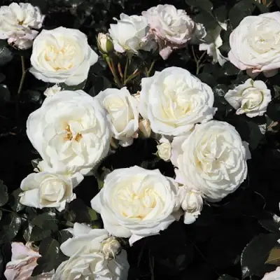 Роза АЛАБАСТЕР флорибунда в Слуцке