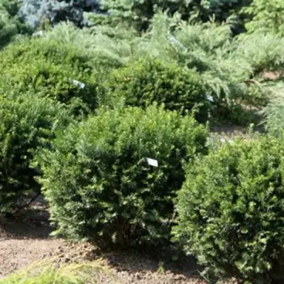 Тис НАНА остроконечный  в Слуцке