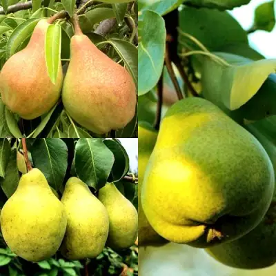 Комплект НАСТОЯЩИЙ ВОСТОРГ в Слуцке