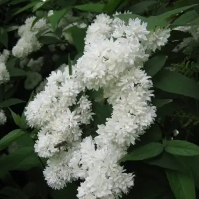 Дейция КАНДИДИССИМА шершавая в Слуцке