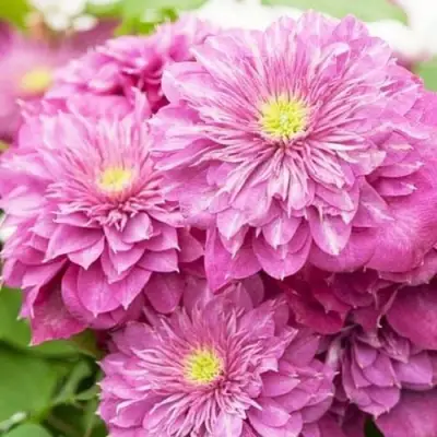 Клематис КАЙЗЕР в Слуцке