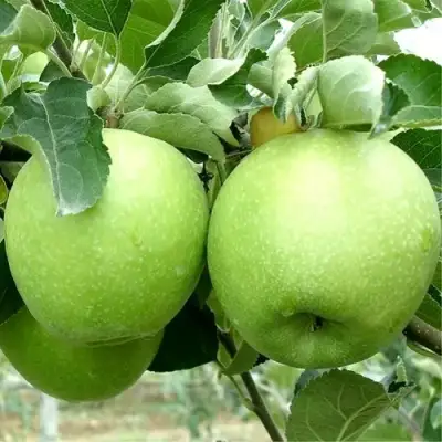 Яблоня РЕНЕТ СИМИРЕНКО в Слуцке