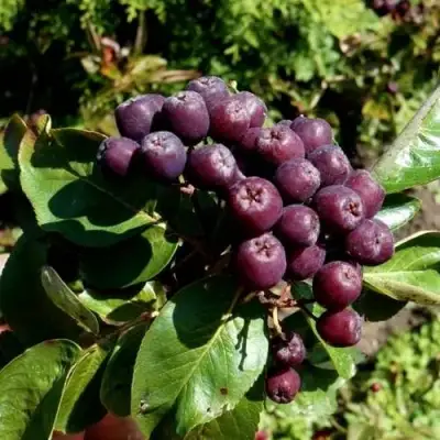 Рябина ЛИКЁРНАЯ сладкоплодная в Слуцке