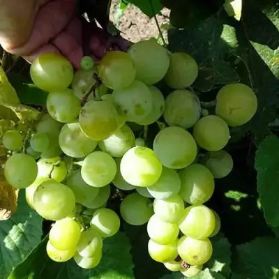 Виноград БАРС в Слуцке