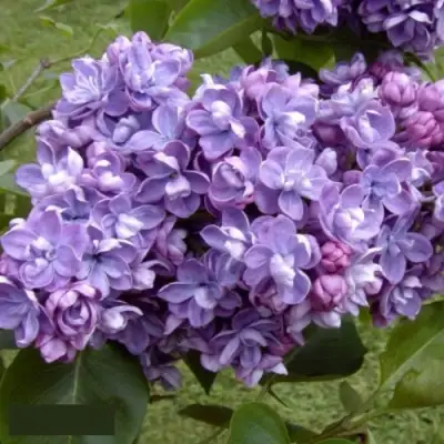 Сирень АМИ ШОТТ в Слуцке