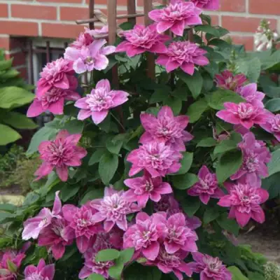 Клематис МАЙ ДАРЛИНГ  в Слуцке