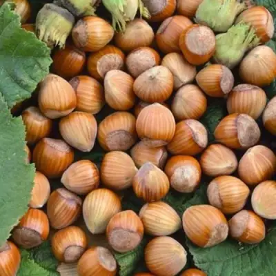 Фундук ТОНДА РОМАНА в Слуцке