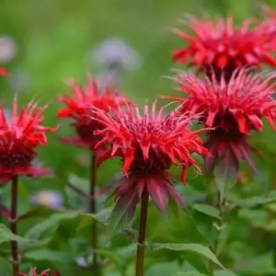 Монарда ПАНОРАМА РЕД в Слуцке