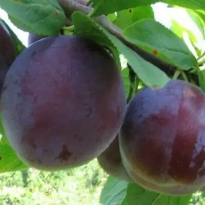 Слива СТАРТОВАЯ в Слуцке