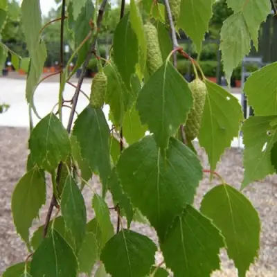 Береза ФАСЦИНЕЙШЕН белая  в Слуцке