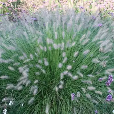 Пеннисетум ХАМЕЛН в Слуцке