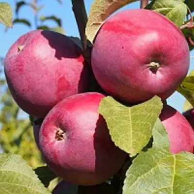 Яблоня ЗОРКА в Слуцке