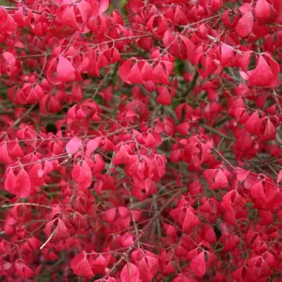 Бересклет КОМПАКТУС  в Слуцке