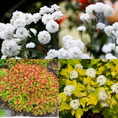 Комплект СОЛНЕЧНЫЙ МИКС в Слуцке