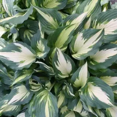 Хоста КРИСМАС КЭНДИ гибридная в Слуцке