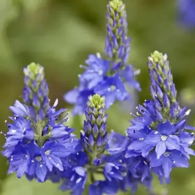 Вероника австрийская в Слуцке