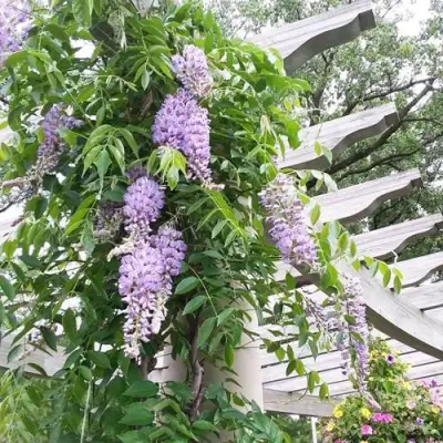 Глициния макростахия БЛЮ МУН в Слуцке