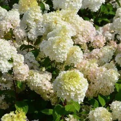 саженцы гортензии диамантино