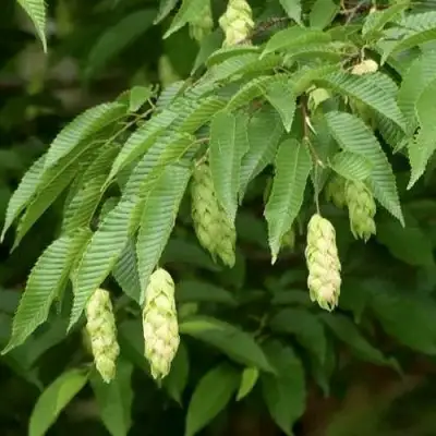 Граб японский в Слуцке