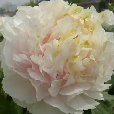 Пион ЗОЛОТОЙ ИЗУМРУД древовидный в Слуцке