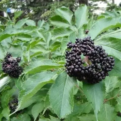 Бузина черная КЛАДЗЕЗЬ в Слуцке