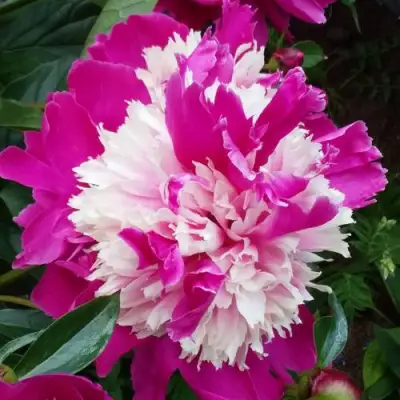 Пион КАПЛЯ РОСЫ травянистый в Слуцке