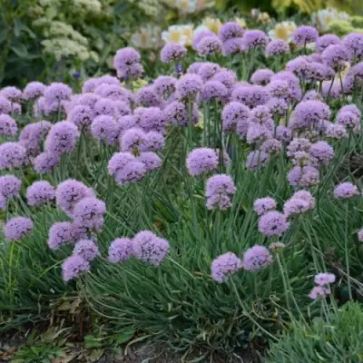 Лук ЛИЗА БЛЮ стареющий в Слуцке