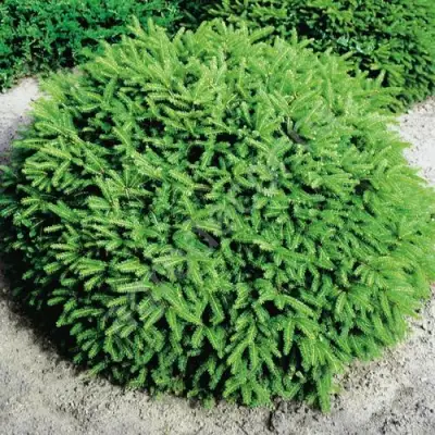 Ель НИДИФОРМИС обыкновенная в Слуцке