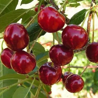 Черешня СЮБАРОВСКАЯ в Слуцке