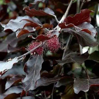 Бук лесной АТРОПУНИЦЕА в Слуцке