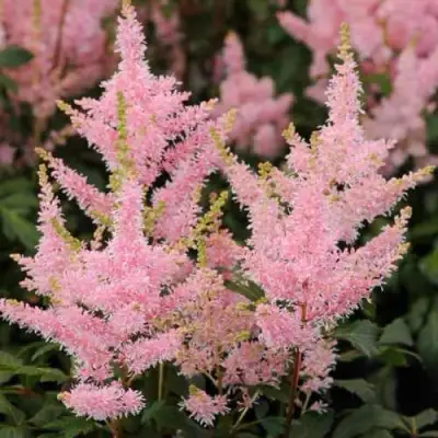 Астильба ЮНИК САЛМОН гибридная в Слуцке