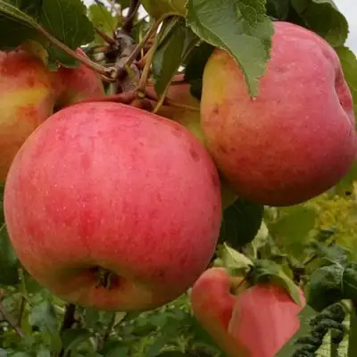 Яблоня БОЛОТОВСКОЕ в Слуцке