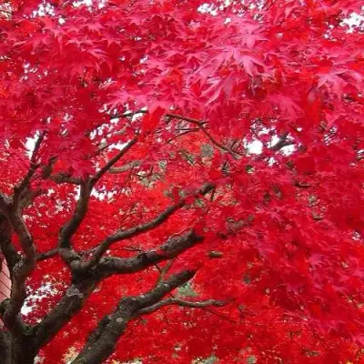 Клен гиннала  в Слуцке