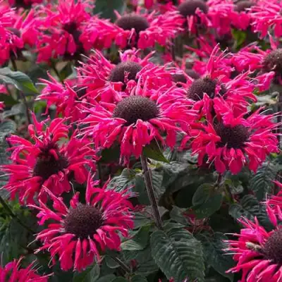 Монарда БИ МЭРИ гибридная в Слуцке