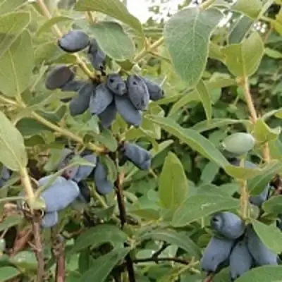 Жимолость съедобная НИМФА (ГАММА) в Слуцке